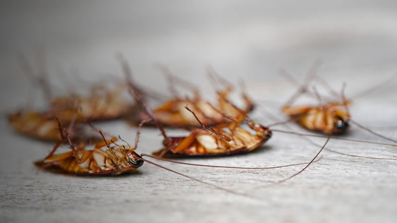 Cockroach Extermination Greenville SC
