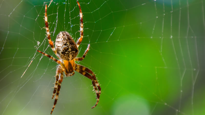 Spider Pest Control Greenville SC
