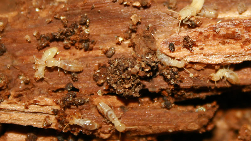 Termite Control Greenville SC