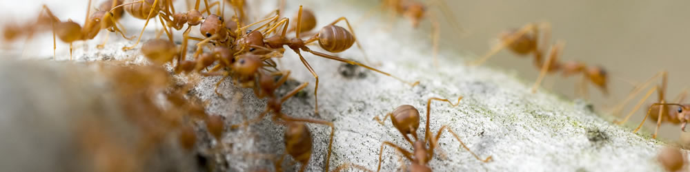 PestGuard Solutions Fire Ants Control and Fire Ant Extermination Greenville SC