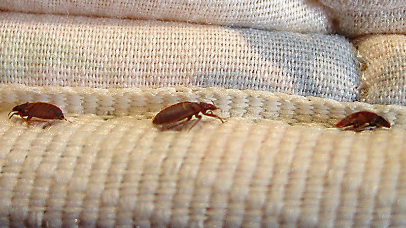 Bed Bug Exterminator Washington Dc